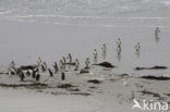 Magellanic penguin (Spheniscus magellanicus) 