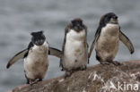 Magellanic penguin (Spheniscus magellanicus) 