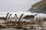 Magellanic penguin (Spheniscus magellanicus) 