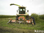 Maize
