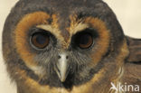Spotted Wood-Owl (Strix seloputo)