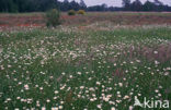 Margriet spec. (Chrysanthemum spec.)