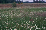 Marguerite (Chrysanthemum spec.)