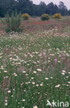 Marguerite (Chrysanthemum spec.)