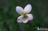 Melkviooltje (Viola persicifolia) 