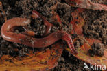 Redworm (Eisenia fetida)