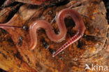 Redworm (Eisenia fetida)