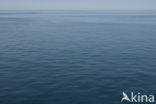 Mediterranean sea