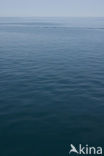 Mediterranean sea