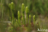 Marsh Clubmoss (Lycopodiella inundata)