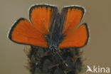 Morgenrood (Lycaena virgaureae)