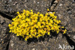 Muurpeper (Sedum acre)