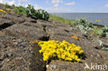 Biting Stonecrop (Sedum acre)