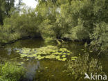 Nationaal Park de Biesbosch