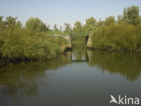 Nationaal Park de Biesbosch