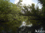 Nationaal Park de Biesbosch