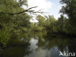 Nationaal Park de Biesbosch