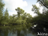 Nationaal Park de Biesbosch