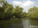 Nationaal Park de Biesbosch