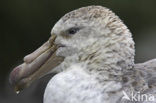 Northern Giant Petrel (Macronectes halli) 