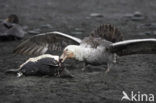 Northern Giant Petrel (Macronectes halli) 