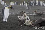 Northern Giant Petrel (Macronectes halli) 