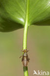 Northern White-faced darter (Leucorrhinia rubicunda)