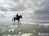 Northsea beach