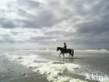 Noordzeestrand