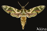Oleander Hawk-Moth (Daphnis nerii)