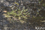 Ondergedoken moerasscherm (Apium inundatum) 