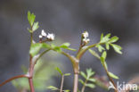 Ondergedoken moerasscherm (Apium inundatum) 