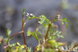 Lesser Marshwort (Apium inundatum)