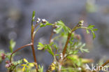 Ondergedoken moerasscherm (Apium inundatum) 