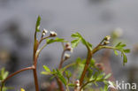 Lesser Marshwort (Apium inundatum)