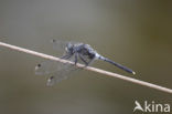 Oostelijke witsnuitlibel (Leucorrhinia albifrons) 
