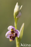 Ophrys santonica