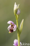 Ophrys santonica