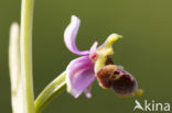 Ophrys santonica