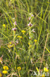 Ophrys santonica