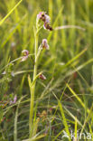 Ophrys santonica