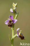 Ophrys santonica