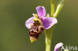 Ophrys santonica