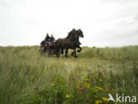 Paard (Equus spp)