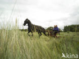 Paard (Equus spp)