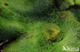 Parapluutjesmos (Marchantia polymorpha)