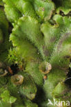 Parapluutjesmos (Marchantia polymorpha)