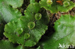 Parapluutjesmos (Marchantia polymorpha)