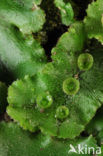 Parapluutjesmos (Marchantia polymorpha)