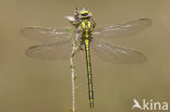 Plasrombout (Gomphus pulchellus)